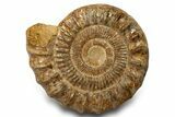 Giant, Jurassic Ammonite (Perisphinctes) Fossil - Madagascar #319484-1